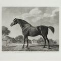George Stubbs — Баронет, Разносчик сладостей, Наковальня и доброволец, изображение 4
