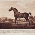 George Stubbs — Милый Уильям, изображение 1