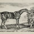 George Stubbs — Милый Уильям, изображение 2