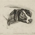 George Stubbs — Милый Уильям, изображение 3
