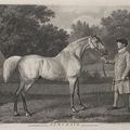 George Stubbs — "Наковальня", "безделушка" и "Арабский язык" Уоррена Гастингса., изображение 2
