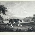 George Stubbs — Испанский пойнтер, изображение 1