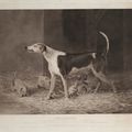 George Stubbs — Испанский пойнтер, изображение 2