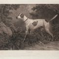George Stubbs — Испанский пойнтер, изображение 3