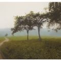 Gerhard Richter — Апфельбауме, изображение 1