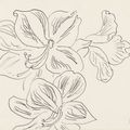 Henri Matisse — Цветы Амариллиса, изображение 1