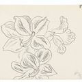 Henri Matisse — Цветы Амариллиса, изображение 2