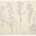 Henri Matisse — Гиацинты, изображение 1