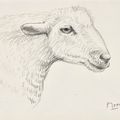 Henry Moore — Голова овцы, изображение 1