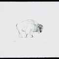 Henry Moore — Животные в зоопарке, изображение 9