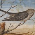 Italian School — Личинка рыжего попугая ( Alectoris rufa ) и гриль-куку (Cuculidae) на одной ветви, изображение 4