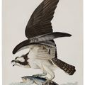 John James Audubon — Ястреб-рыболов (фото 81) Скопа, Pandion haliaetus, вариант 1, изображение 1