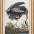 John James Audubon — Большая голубая цапля (фото CCXI) Ardea herodius, изображение 2