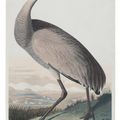 John James Audubon — Кран-манипулятор (табличка CCLXI) Sandhill Crane, Grus canadensis, изображение 1