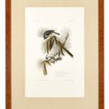 John James Audubon — Хохлатая синица (фото 39) Хохлатая синица, Baeolophus bicolor, изображение 2