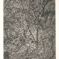 Lucian Freud — Зимний сад, изображение 1