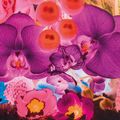 Marc Quinn — На дальних окраинах Вселенной : семь тарелок, изображение 5