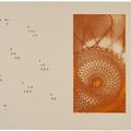 Max Ernst — Гийом Темпель, Максимилиана, вы занимаетесь астрономией, изображение 3