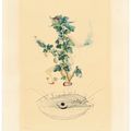 Salvador Dalí — Флордали (Лес фруктов), изображение 11