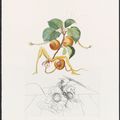 Salvador Dalí — Десять тарелок от: FlorDali ("Лесные фрукты") (M. & L. 344, 346-7, 349-355), изображение 3