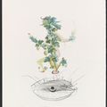 Salvador Dalí — Десять тарелок от: FlorDali ("Лесные фрукты") (M. & L. 344, 346-7, 349-355), изображение 5