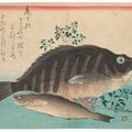 Utagawa Hiroshige — Полный набор из безымянной серии крупных рыб (Уозукуси), изображение 10