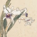 Xu Beihong — Каттлея, изображение 2