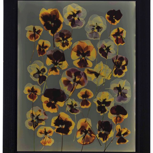 Adam Fuss — Без названия (Анютины глазки), 1992