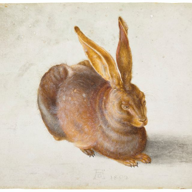 Albrecht Dürer — Заяц