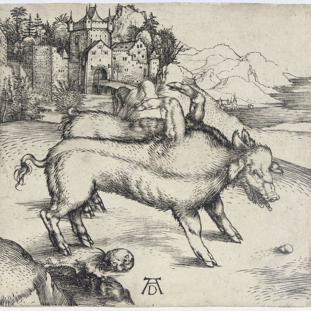 Albrecht Dürer — Чудовищная свинья Ландсера (Б. 95; М., Холл. 82; С.М.С. 8)