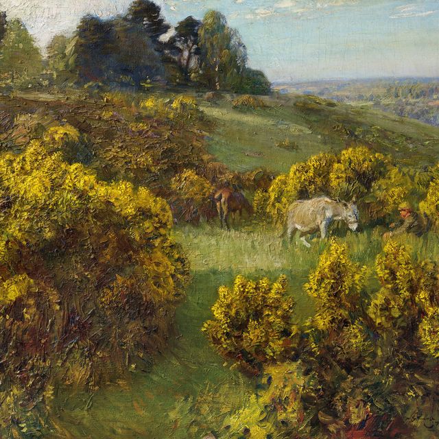 Alfred James Munnings — Утесник на холмах Рингленда