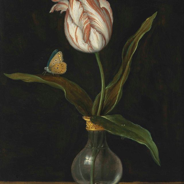 Balthasar Van Der Ast — Тюльпан ‘Зомершун’