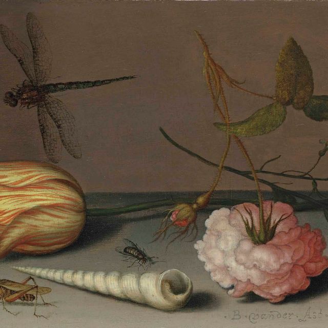Balthasar Van Der Ast — Тюльпан, гвоздика, веточка незабудок, с ракушкой, ящерицей и кузнечиком, на карнизе, стрекоза в полете