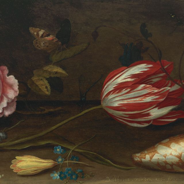 Balthasar Van Der Ast — Роза, тюльпан, насекомые и ракушка на выступе