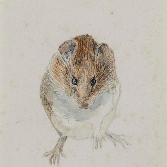 Beatrix Potter — Исследование мыши