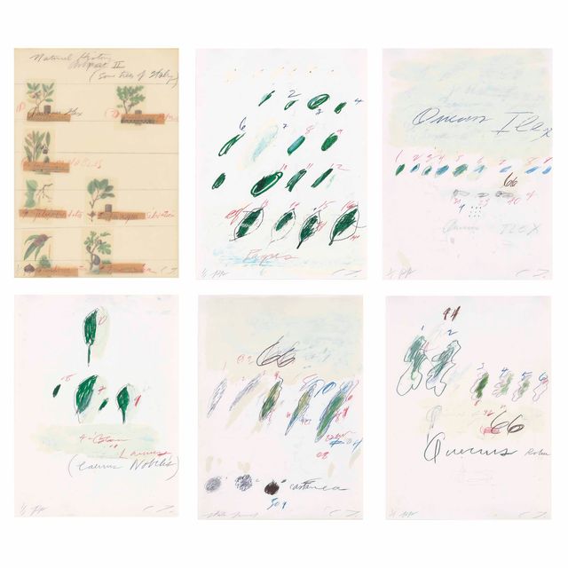 Cy Twombly — Естественная история, часть II: Некоторые деревья Италии
