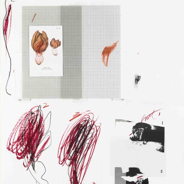Cy Twombly — Естественная история, часть I, номер. IX, из книги "Грибы, часть I естественной истории" (Бастиан, 43)