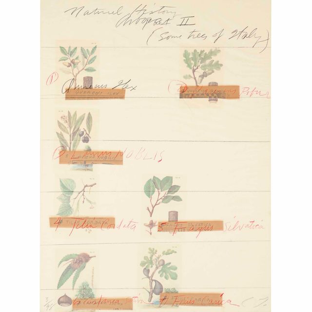 Cy Twombly — Гравюра на титульном листе, из: Естественная история, часть II, Некоторые деревья Италии (Бастиан, 52)