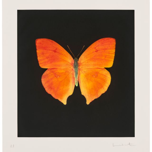 Damien Hirst — Души, поднимающиеся по Лестнице Иакова, Совершают Свой Полет (Уникальный)