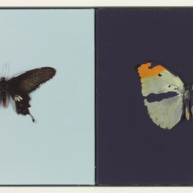 Damien Hirst — Любовь, Любовь