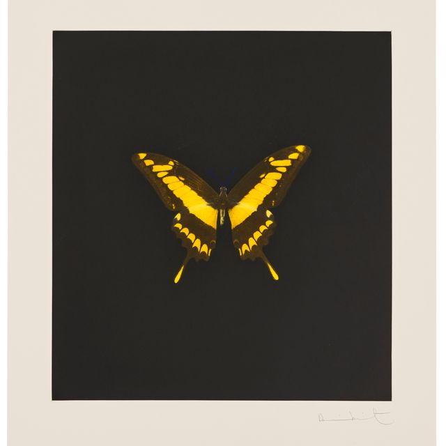 Damien Hirst — Фото 6, из фильма "Души на лестнице Иакова совершают свой полет".