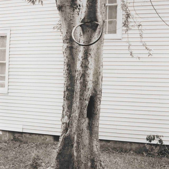David Hammons — Денежное дерево