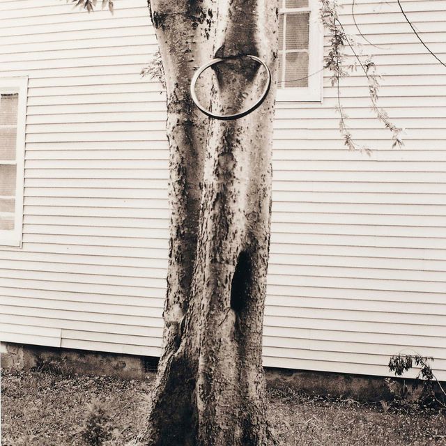 David Hammons — Денежное дерево (Паркет 31)