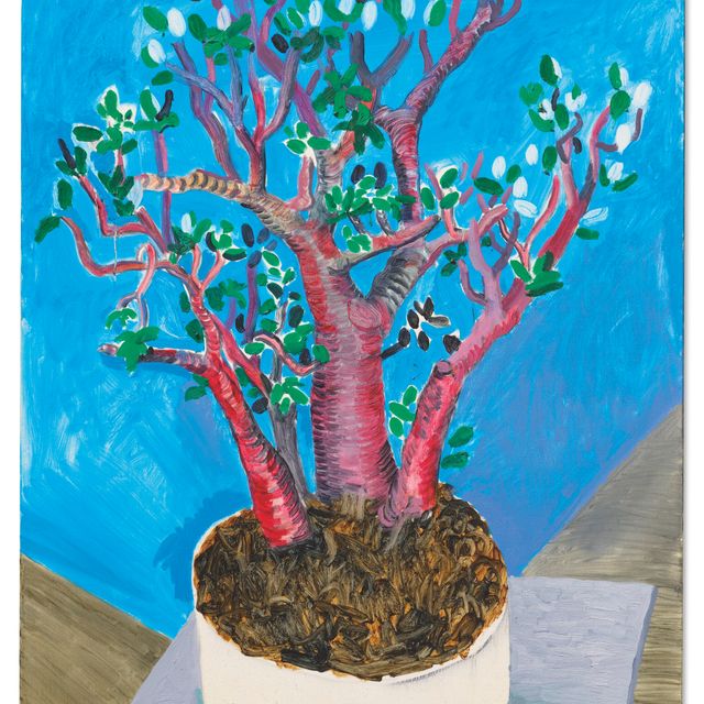 David Hockney — Нефритовое растение