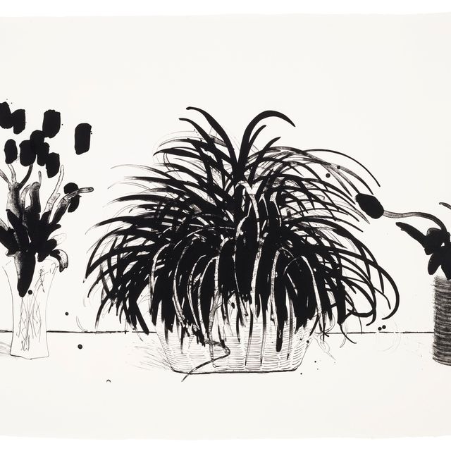 David Hockney — Две вазы со срезанными цветами и растение Лириопа