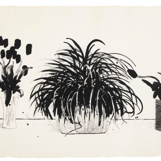 David Hockney — Две вазы со срезанными цветами и растение Лириопа