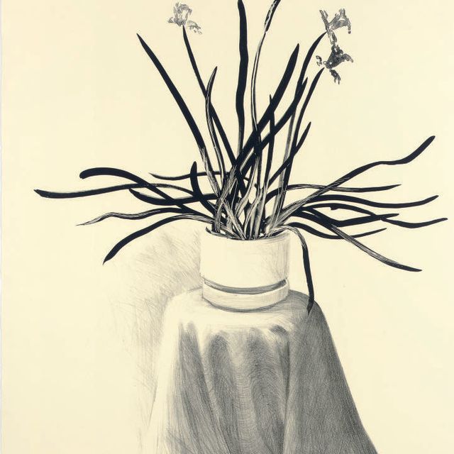 David Hockney — Нарциссы в горшках (T. 259; M.C.A.T. 237)