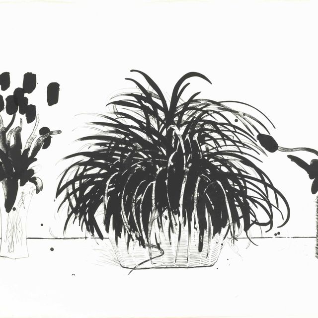 David Hockney — Две вазы с милыми цветами и растение Лириопа