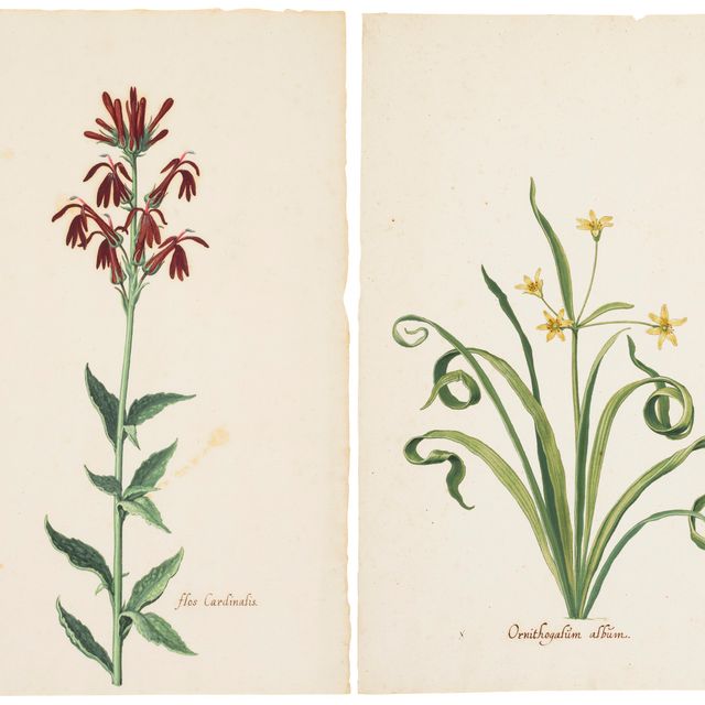Dutch School — Вифлеемская звезда (Ornithogalum album); и кардинальный цветок (Flos Cardinalis)