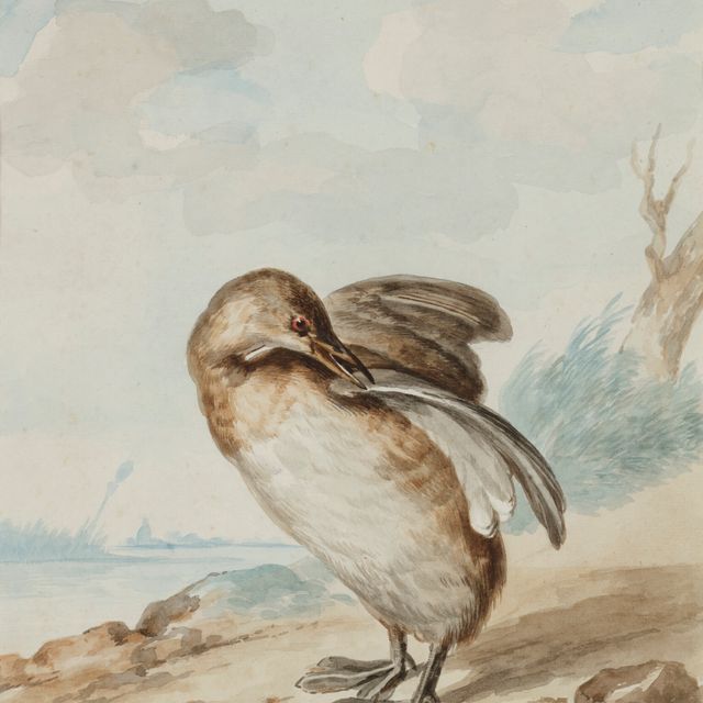 Dutch School — Гребешок кастанье (Tachybaptus ruficollis) -сюр-ле-Риваж
